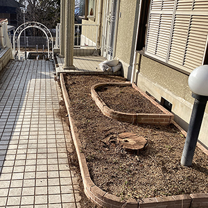 兵庫県神戸市北区　個人邸　大きく育ったヤマモモ（山桃）の伐採