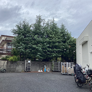 兵庫県神戸市北区　個人邸　大きく育ったヤマモモ（山桃）の伐採