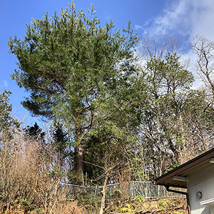 兵庫県西宮市　個人邸　マツ（松）、ナラ（楢）の伐採