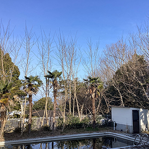 兵庫県神戸市北区　個人邸　シュウロウ、ニセアカシアの伐採