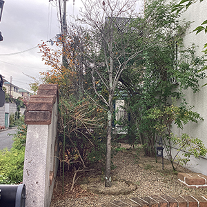 兵庫県宝塚市　個人邸　サクラ（桜）、ヒイラギモクセイ（柊木犀）などの伐採
