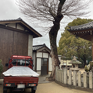 兵庫県宝塚市　神社　ムクノキ（椋木）の伐採