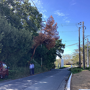 兵庫県三田市　病院敷地　枯れたマツ（松）の伐採