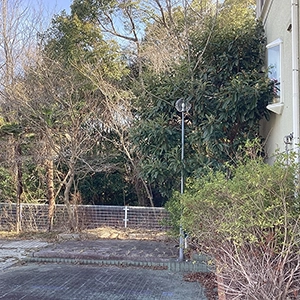 兵庫県三田市　病院敷地　枯れたマツ（松）の伐採