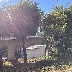 兵庫県宝塚市　マンション　ビワ（枇杷）、ウバメガシ（姥目樫）の伐採