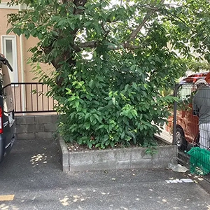 兵庫県西宮市　パーキング・駐車場　大きく成長したサクラ（桜）の伐採