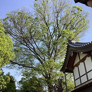 兵庫県宝塚市　神社の敷地内にある大きなケヤキ（欅）の伐採