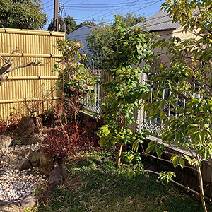 兵庫県西宮市　個人邸　ツバキ（椿）の移植
