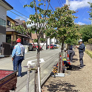 兵庫県宝塚市　道路工事に伴う街路樹の移植