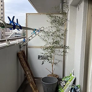 兵庫県尼崎市　マンション　個人邸　オリーブの鉢植えの植替え作業