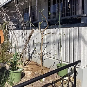 兵庫県宝塚市　個人邸　宝塚市から箕面市へレモンの移植