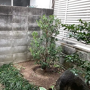 兵庫県西宮市　個人邸　枯れたヒイラギモクセイ（柊木犀）の植替え作業