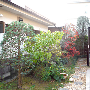 兵庫県西宮市　個人邸　お庭の年間管理　ハナミズキ（花水木）・シラカバ（白樺）等の剪定