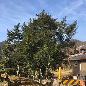 兵庫県三田市　個人邸　強剪定　樹齢100年以上の木