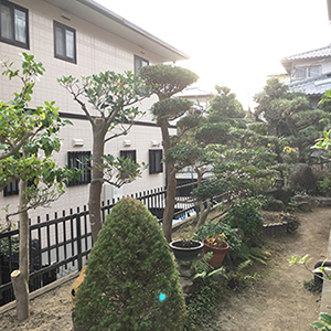 兵庫県宝塚市　個人邸　強剪定　庭の木の剪定　マツ（松）、マキ（槇）、モッコク（木斛）、