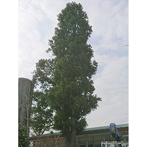 兵庫県西宮市　保育園　大きなスギ（杉）の剪定