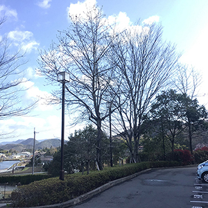 兵庫県宝塚市　老人施設　駐車場の木の強剪定