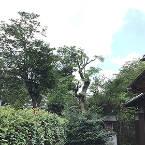 兵庫県宝塚市　個人邸　モミジ（紅葉）、カキ（柿）の強剪定