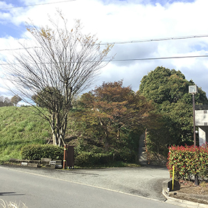 兵庫県宝塚市　福祉施設　施設通用門周辺の木の強剪定
