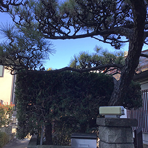 大阪府豊中市　個人宅　門柱付近のマツ（松）、ナンテン（南天）の剪定とカイヅカイブキ（貝塚伊吹）の伐採