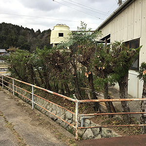 兵庫県三田市　個人邸　ミモザ、ハナミズキ（花水木）、モモ（桃）、サクラ（桜）などの剪定