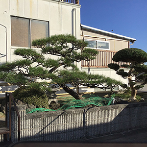 兵庫県尼崎市　個人邸　マツ（松）、マキ（槇）の剪定