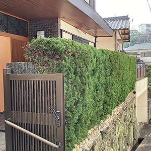 兵庫県宝塚市　個人邸　カイヅカイブキ（貝塚伊吹）の生垣の剪定