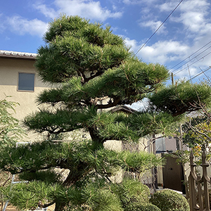 兵庫県西宮市　個人邸　マツ（松）の剪定