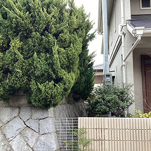 兵庫県宝塚市　個人邸　カイヅカイブキ（貝塚伊吹）の生垣の強剪定