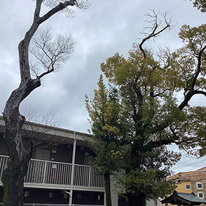 兵庫県宝塚市　神社　クスノキ（楠）、ケヤキ（欅）の強剪定