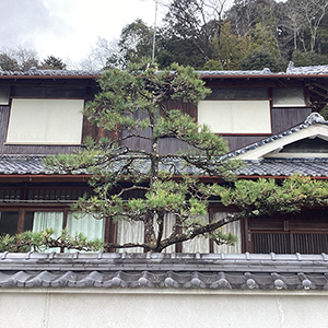 兵庫県宝塚市　個人邸　高くなりすぎたマツ（松）の剪定