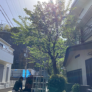 兵庫県宝塚市　個人邸　サクラ（桜）の伐採と強剪定