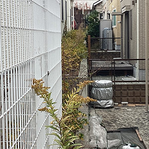 兵庫県宝塚市　個人邸　サクラ（桜）の伐採と強剪定