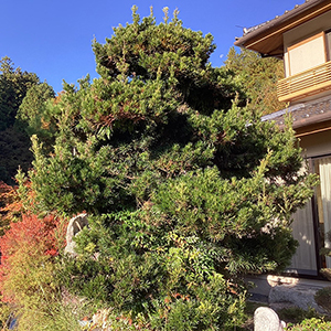 兵庫県宝塚市　個人邸　旺盛に枝葉が伸びた樹木を剪定　ドウダンツツジ（灯台躑躅）、タイサンボク（泰山木）など