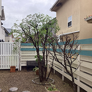 兵庫県西宮市　個人邸　庭の木々の剪定　ハナミズキ（花水木）、シマトネリコ（島唐辛子）、モミジ（紅葉）など