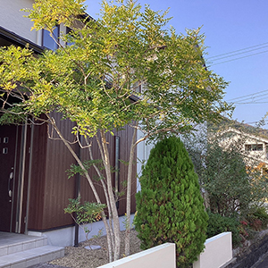 兵庫県西宮市　個人邸　庭の木々の剪定　キンモクセイ（金木犀）、シマトネリコ（島唐辛子）、コノテヒバ（児手檜葉）など