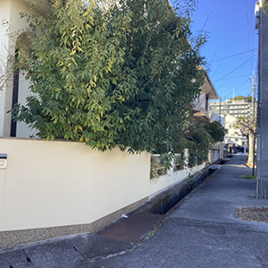 兵庫県宝塚市　個人邸　庭の木々の伐採・剪定・草刈り　カシ（樫）、カキ（柿）、サザンカ（山茶花）など