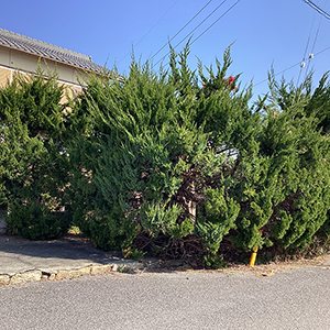 滋賀県彦根市　個人邸　カイヅカイブキ（貝塚伊吹）の生垣の剪定、庭木の強剪定