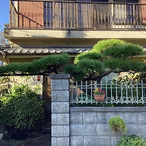 大阪府大阪市　個人邸　マツ（松）、カリン（花梨）、ササ（笹）等の剪定