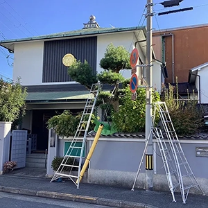 大阪市都島区　お寺　マキ（槇）、カシ（樫）、フジ（藤）、モミジ（紅葉）等の剪定