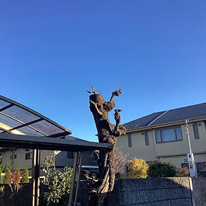 兵庫県伊丹市　個人邸　高くなりすぎたカキノキ（柿の木）柿の木の切戻し剪定