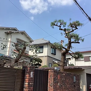 兵庫県神戸市　個人邸　高くなった庭木の強剪定