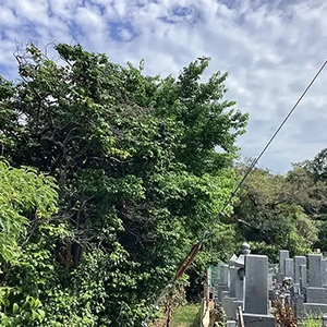 大阪府大阪市　お寺　越境した枝葉があったため切戻し剪定作業
