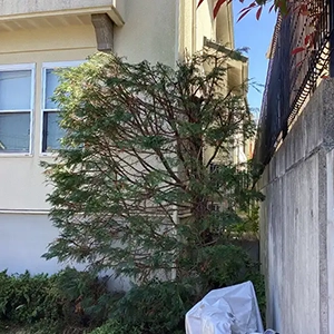 大阪府大阪市　お寺　越境した枝葉があったため切戻し剪定作業